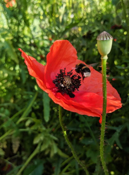 CONTAO_NATURE_THEME_Hummel_an_Mohn